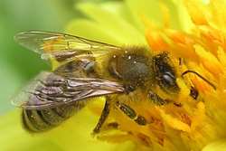 امواج تلفن همراه یكی از علل بیماری زنبور عسل است