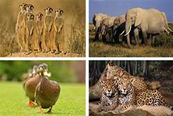 شناسایی و شمارش حیوانات وحشی با کمک هوش مصنوعی