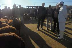 بررسی قرنطینه های مرزی و بین استانی قوچان با حضور رئیس قرنطینه اداره کل دامپزشکی خراسان رضوی