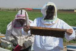 تمامی زنبورستان های شهرستان مشهد تحت نظارت بهداشتی دامپزشکی قرار دارند 