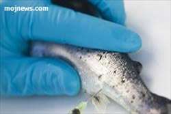 مصرف رنگ های خوراکی مجاز در پرورش ماهی قزل آلا منعی ندارد