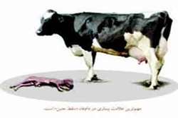 اقدامات هدفمند شبکه دامپزشکی تربت حیدریه در راستای پایش، تشخیص و پیشگیری بیماری بروسلوز(تب مالت) 