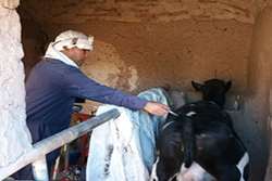 اعزام اکیپ مبارزه با بیماریهای دامی شهرستان سبزوار به داورزن