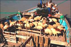 یک هزار و 180راس گوسفند درصادرات به قطر تلف شدند