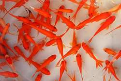 توصیه های بهداشتی شبکه دامپزشکی باخرز جهت خرید و نگهداری ماهی قرمز