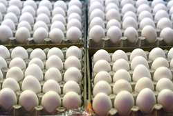 توقیف ۵ تن تخم مرغ در مشهد به دلیل عرضه غیربهداشتی