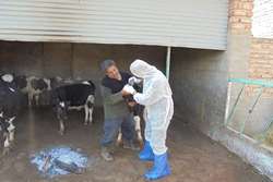 واکسیناسیون 149 هزار راس دام سبک و سنگین بر علیه تب برفکی شهرستان زاوه
