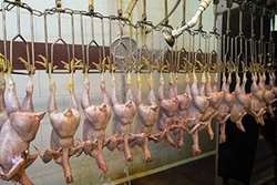 نظارت بر تولید بیش از 4500 تن گوشت مرغ بهداشتی در تربت حیدریه 