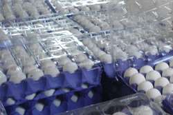 نظارت دامپزشکی زاوه بر مراکز توزیع تخم مرغ 