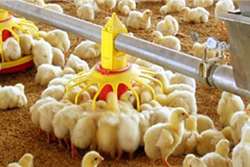 الزام به جوجه ریزی واحد های مرغ گوشتی سبزوار از مزارع مرغ مادر واکسینه شده بر علیه بیماری آنگارا