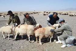 آغاز طرح واکسیناسیون تب برفکی گوسفند و بز در شهرستان قوچان