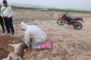 نمونه برداری از سگ مشکوک به هاری توسط کارشناسان شبکه دامپزشکی درگز  