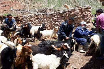 واکسیناسیون دام