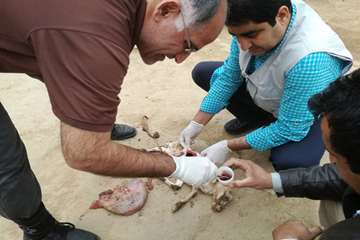 4 آذر ماه؛ عملیات نمونه برداری و بررسی علت سقط جنین دامهای کلات توسط کارشناس اداره کل دامپزشکی و شبک