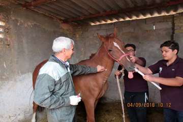 گزارش تست سرمی مشمشه در باشگاه های سوارکاری سبزوار - 14 شهریور