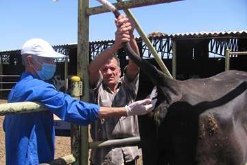 1 مرداد ماه؛ پایش بیماری سل و بروسلوز در جمعیت دام سنگین شهرستان مشهد