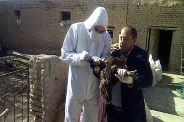 2 مرداد ماه؛ اجرای مستمر طرح پایش طیور به منظور پیشگیری از آنفلوانزای فوق حاد و نیوکاسل در شهرستان ق