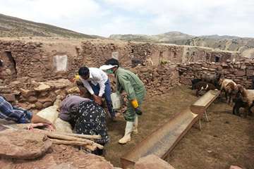 13 خرداد ماه، واکسیناسیون تب برفکی و توزیع رایگان سم در بین عشایر قوچان و درگز ساکن در هزار مسجد