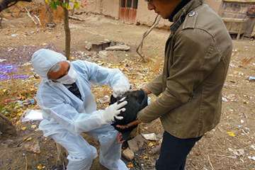 اجرای طرح واکسیناسیون رایگان طیور بومی شهرستان باخرز علیه بیماری نیوکاسل