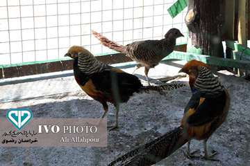 16 مرداد ماه؛ اولین روز از حضور هنرمندان استان خراسان رضوی در تور تخصصی «جشنواره ملی فیلم و عکس بیطا