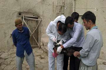 2 مرداد ماه؛ اجرای مستمر طرح پایش طیور به منظور پیشگیری از آنفلوانزای فوق حاد و نیوکاسل در شهرستان ق