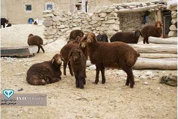 بررسی مشکلات عشایر و برگزاری کلاس آموزشی بروسلوز برای بانوان عشایر با حضور مدیرکل دامپزشکی استان و م