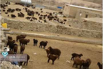 بررسی مشکلات عشایر و برگزاری کلاس آموزشی بروسلوز برای بانوان عشایر با حضور مدیرکل دامپزشکی استان و م