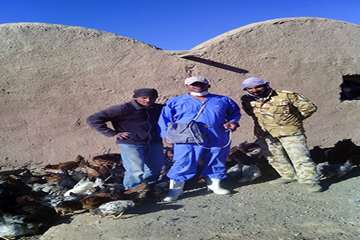 اجرای طرح واکسیناسیون طیور بومی علیه بیماری نیوکاسل در تربت جام