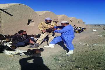 اجرای طرح واکسیناسیون طیور بومی علیه بیماری نیوکاسل در تربت جام