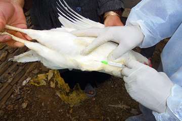 اجرای طرح واکسیناسیون رایگان طیور بومی شهرستان باخرز علیه بیماری نیوکاسل