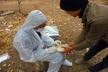 اجرای طرح واکسیناسیون رایگان طیور بومی شهرستان باخرز علیه بیماری نیوکاسل