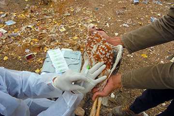 اجرای طرح واکسیناسیون رایگان طیور بومی شهرستان باخرز علیه بیماری نیوکاسل