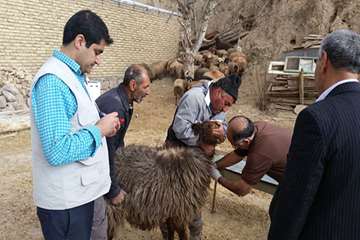 4 آذر ماه؛ عملیات نمونه برداری و بررسی علت سقط جنین دامهای کلات توسط کارشناس اداره کل دامپزشکی و شبک