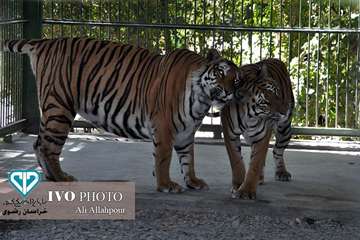 16 مرداد ماه؛ اولین روز از حضور هنرمندان استان خراسان رضوی در تور تخصصی «جشنواره ملی فیلم و عکس بیطا