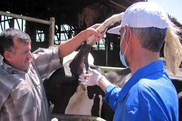 1 مرداد ماه؛ پایش بیماری سل و بروسلوز در جمعیت دام سنگین شهرستان مشهد