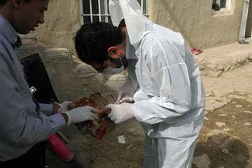 2 مرداد ماه؛ اجرای مستمر طرح پایش طیور به منظور پیشگیری از آنفلوانزای فوق حاد و نیوکاسل در شهرستان ق