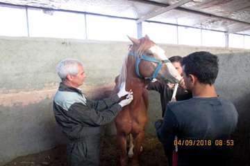 گزارش تست سرمی مشمشه در باشگاه های سوارکاری سبزوار - 14 شهریور