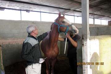 گزارش تست سرمی مشمشه در باشگاه های سوارکاری سبزوار - 14 شهریور