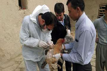 2 مرداد ماه؛ اجرای مستمر طرح پایش طیور به منظور پیشگیری از آنفلوانزای فوق حاد و نیوکاسل در شهرستان ق