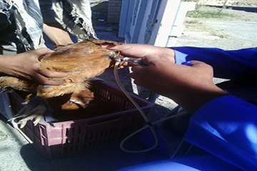 اجرای طرح واکسیناسیون طیور بومی علیه بیماری نیوکاسل در تربت جام