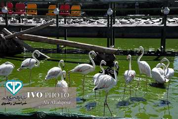 16 مرداد ماه؛ اولین روز از حضور هنرمندان استان خراسان رضوی در تور تخصصی «جشنواره ملی فیلم و عکس بیطا