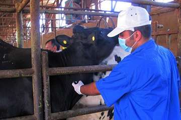 1 مرداد ماه؛ پایش بیماری سل و بروسلوز در جمعیت دام سنگین شهرستان مشهد