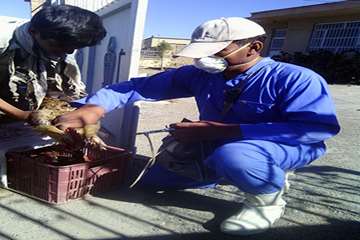 اجرای طرح واکسیناسیون طیور بومی علیه بیماری نیوکاسل در تربت جام