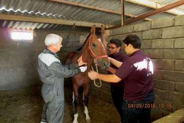 گزارش تست سرمی مشمشه در باشگاه های سوارکاری سبزوار - 14 شهریور