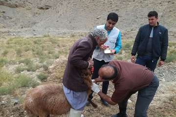 4 آذر ماه؛ عملیات نمونه برداری و بررسی علت سقط جنین دامهای کلات توسط کارشناس اداره کل دامپزشکی و شبک