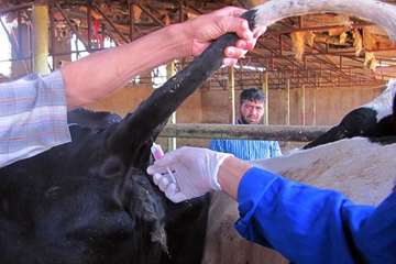 1 مرداد ماه؛ پایش بیماری سل و بروسلوز در جمعیت دام سنگین شهرستان مشهد