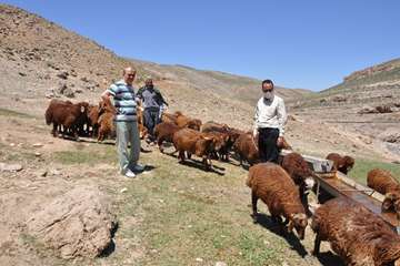 بازدید رئیس شبکه دامپزشکی مشهد از مناطق عشایری