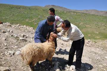 بازدید رئیس شبکه دامپزشکی مشهد از مناطق عشایری