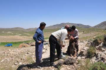 بازدید رئیس شبکه دامپزشکی مشهد از مناطق عشایری