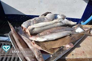 کشف و ضبط محموله گربه ماهی توسط کارشناسان دامپزشکی در مشهد